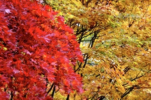 Westonbirt̍gt