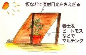 鉢植えの置き場