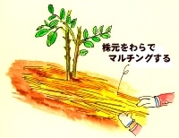 庭植えのマルチング
