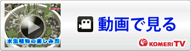 動画を見る