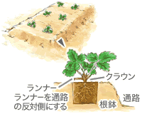 苗の植えつけ