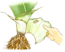 株の仕立て直し