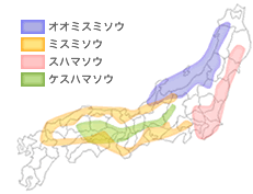 雪割草分布図