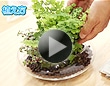 ハイドロカルチャーで観葉植物を育てる方法