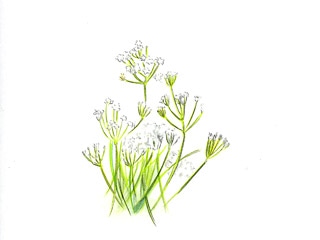 �L�����E�F�C