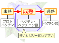 ペクチンの変化