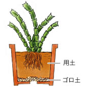 植替え