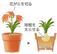 球根の保管方法・鉢植えの場合