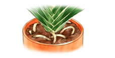 植え替え1