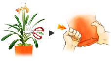 植え替え2