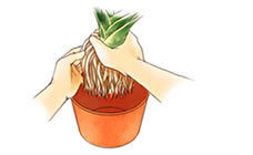 植え替え4