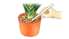植え替え5
