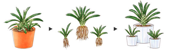 植え替え1