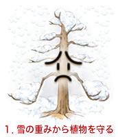 雪の重みから植物を守る