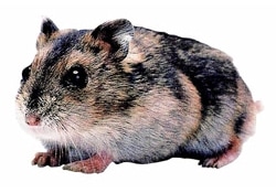 ジャンガリアンハムスター