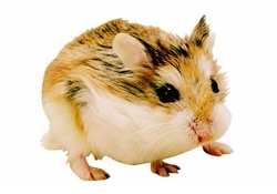 ロボロフスキーハムスター