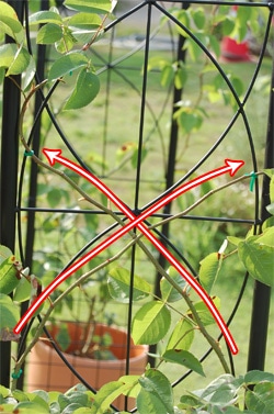 S字を描くように誘引