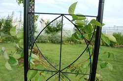 誘引は冬場に行う