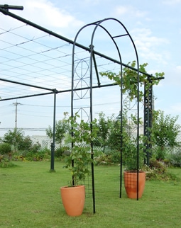 交互に交わるように誘引