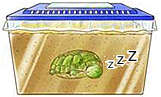 冬眠させる時