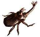サナギ後約3週間で成虫