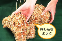 �菇3