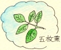 �ܖ��t