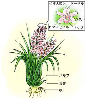 株の選び方