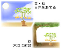 置き場 春〜秋
