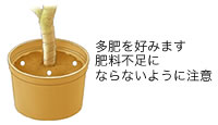 肥料