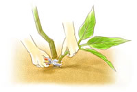 芽かき