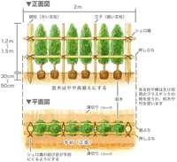 生け垣の作り方