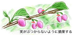 摘果