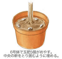 6�����ŋʔ�5���߂₷�B�����̊����Ƃ�͂ނ悤�ɖ��߂�