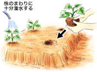 �c�̐A����