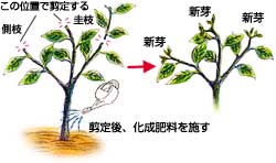 �X�V����