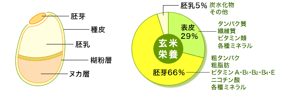 玄米の栄養グラフ