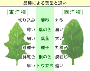 品種による葉型と違い