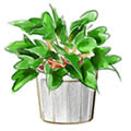 植え替え・株分け