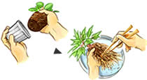 植え替え・株分け