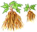 植え替え・株分け