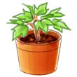 植え替え・株分け