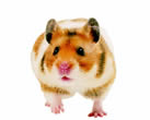�S�[���f���n���X�^�[