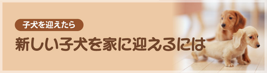 新しい子犬を家に迎えるには