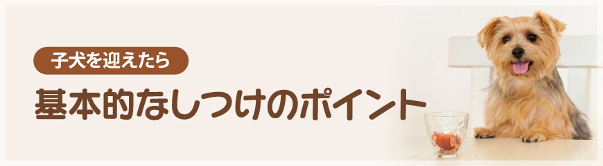 基本的なしつけのポイント