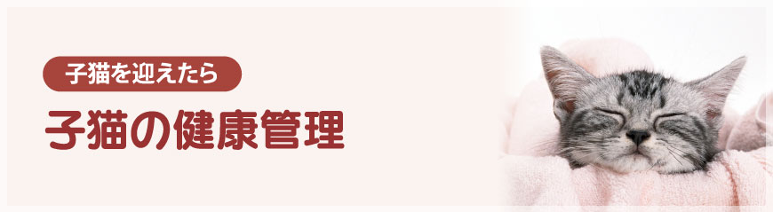 子猫の健康管理