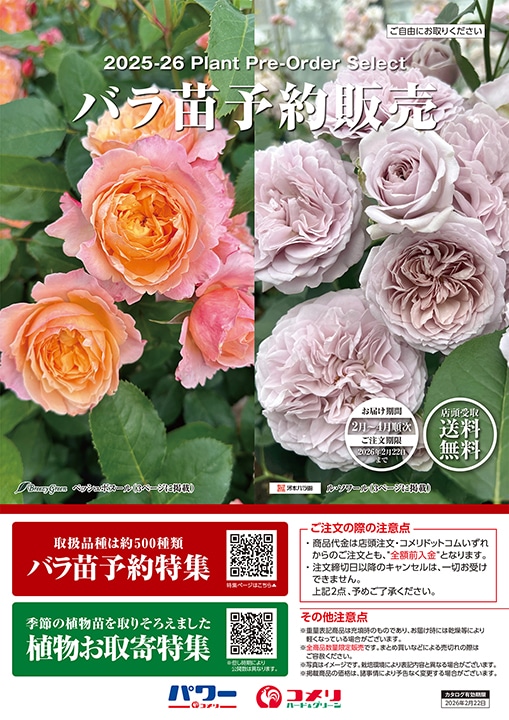バラ苗予約販売