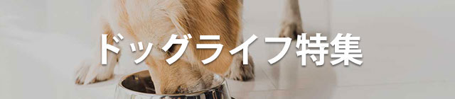 ドックライフ特集