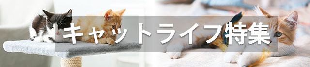 キャットライフ特集
