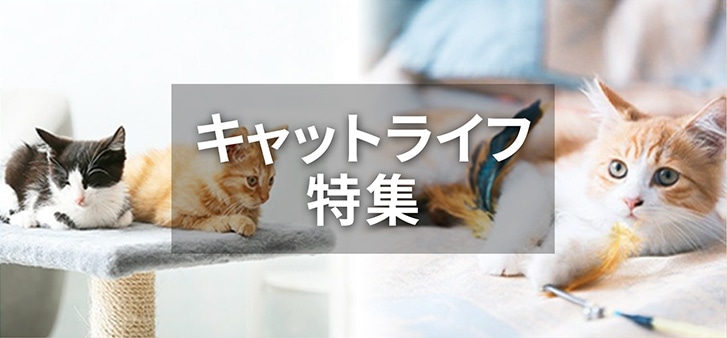 キャットライフ特集